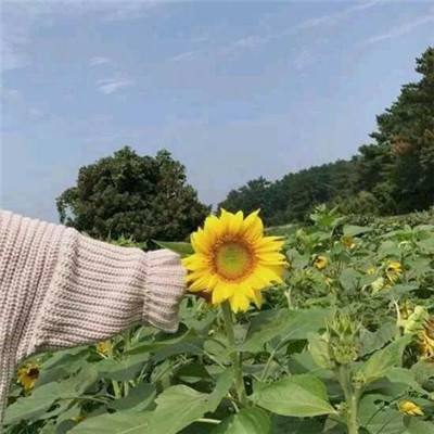 兰图游戏官方版侠影录下载